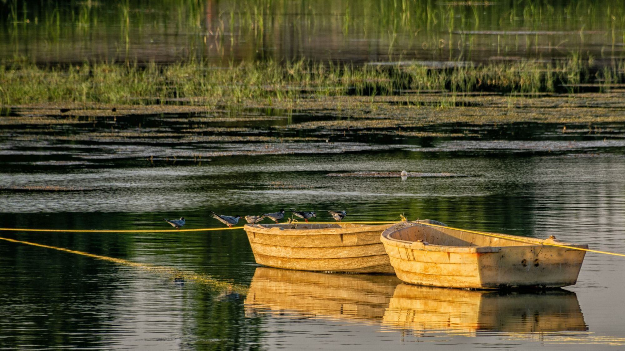 Zwei Ruderboote in ruhigen Gewässern vor Anker als Sinnbild für das Bewerbungscoaching durchgeführt von Beratung LiBelle.